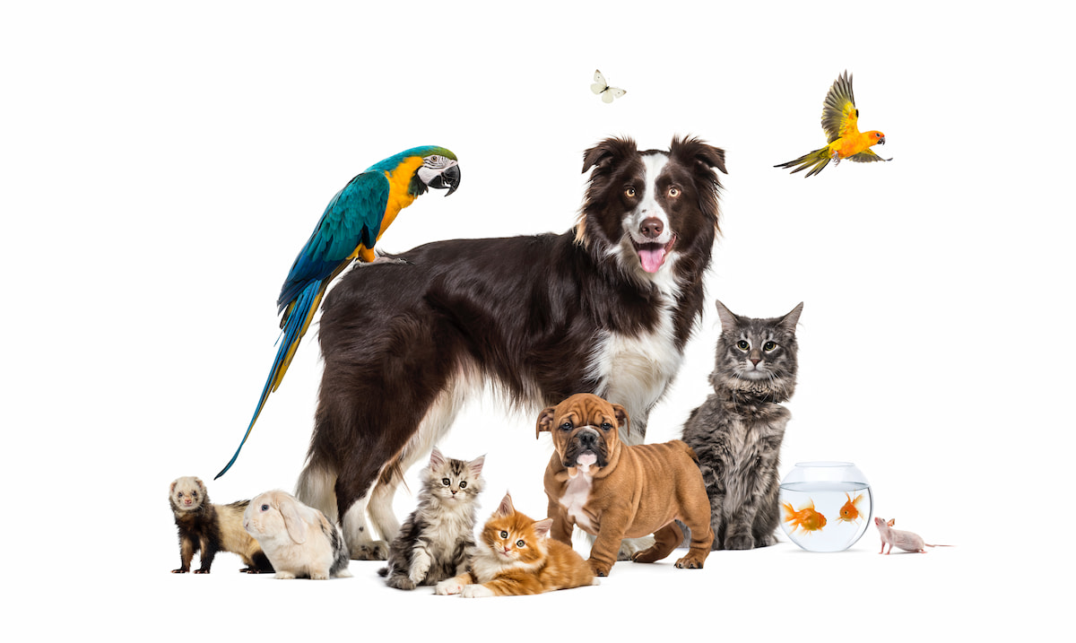 Vetcare @home